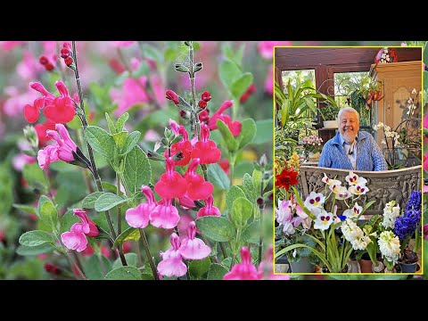 SAUGE DE GRAHAM, PETIT BUISSON LÉGER, TRÈS FLORIFÈRE AUX COULEURS VIVES Le Quotidien du Jardin N°452