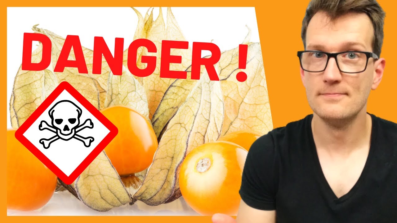 Pourquoi la Physalis est Mortelle ?