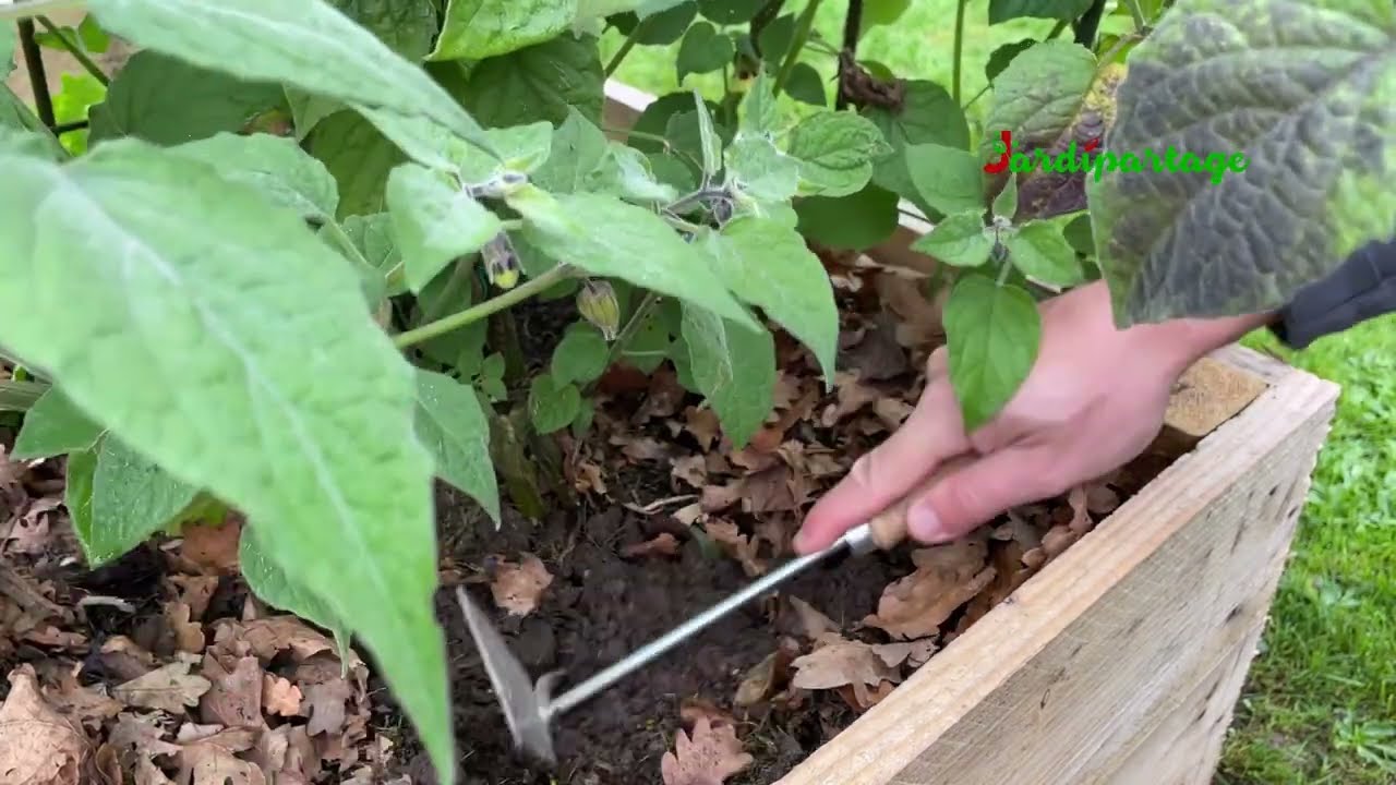 Physalis, amour en cage : Tous les conseils culture et entretien